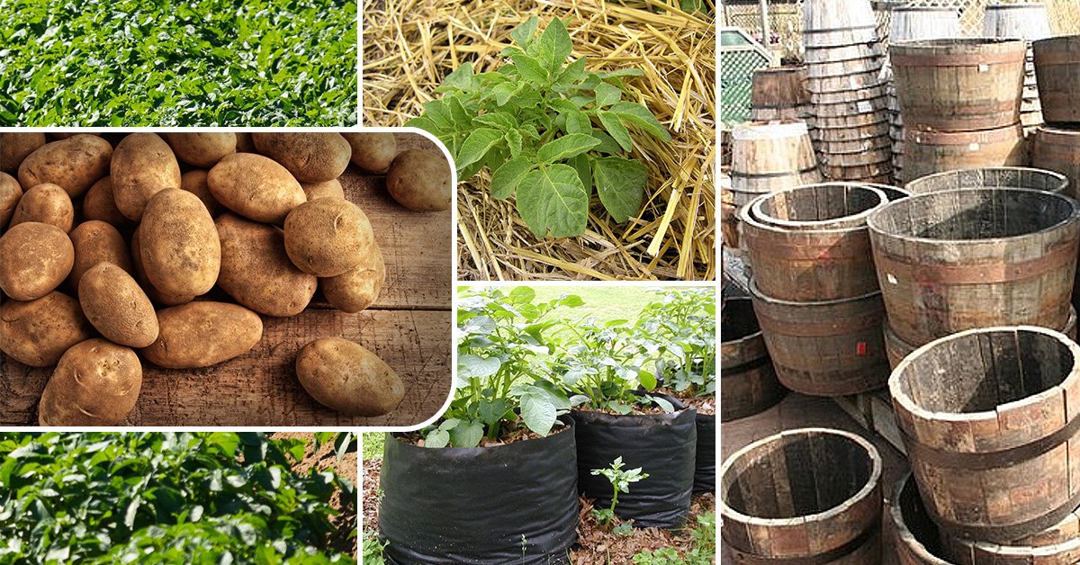 Выращивание картофеля в бочке: описание технологии с фото и видео